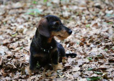 Grafik mit Rauhhaarzwergdackel im Wald