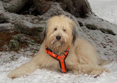 Hundeausbildung naturnah Wiesbaden - Adventskalender